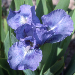 plantes-vivaces-iris-b-n-sapphire-gem-lilliput-iris-des-jardins-en-vente-iris-lilliput-en-vente-pepiniere-lepage-