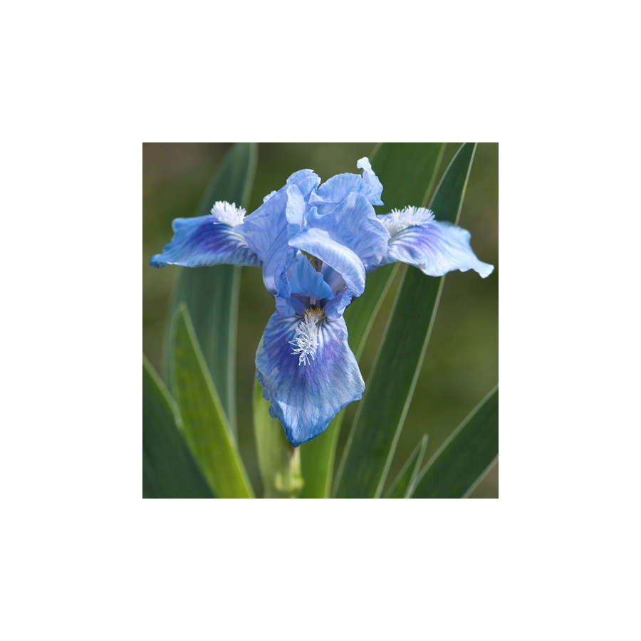 Plantes Vivaces IRIS b-n 'Tinkerbell' (Lilliput) - Iris des Jardins en vente - Iris Lilliput en vente - Pépinière Lepage .