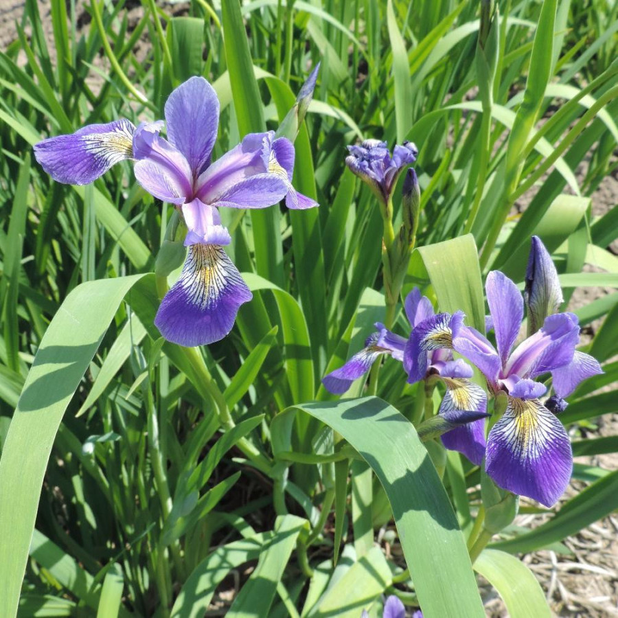 plantes-vivaces-iris-ensata-apollo-en-vente-pepiniere-lepage-