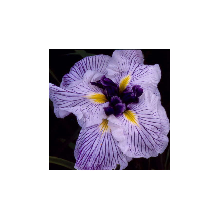 Plantes Vivaces IRIS ensata 'Caprician Butterfly' - Iris du Japon en vente - Iris kaempferi en vente - Pépinière Lepage .