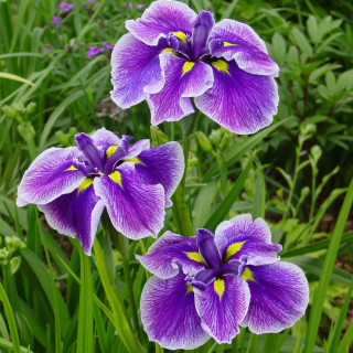 plantes-vivaces-iris-ensata-crystal-halo-iris-du-japon-en-vente-iris-kaempferi-en-vente-pepiniere-lepage-