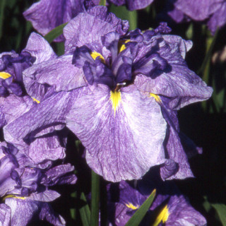 plantes-vivaces-iris-ensata-dainagon-iris-du-japon-en-vente-iris-kaempferi-en-vente-pepiniere-lepage-