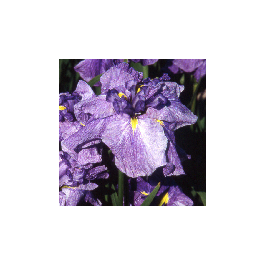 Plantes Vivaces IRIS ensata 'Dainagon' - Iris du Japon en vente - Iris kaempferi en vente - Pépinière Lepage .