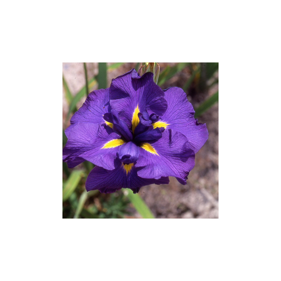 Plantes Vivaces IRIS ensata 'Gei-sho-mi' - Iris du Japon en vente - Iris kaempferi en vente - Pépinière Lepage .