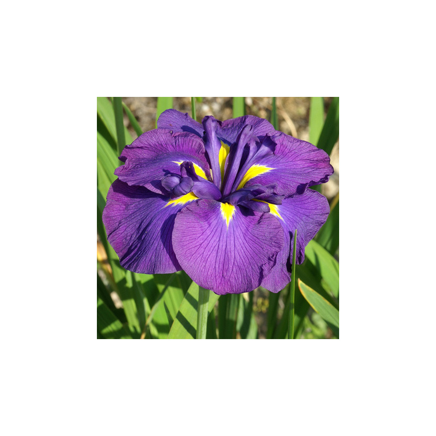 Plantes Vivaces IRIS ensata 'Gei-sho-mi' - Iris du Japon en vente - Iris kaempferi en vente - Pépinière Lepage .