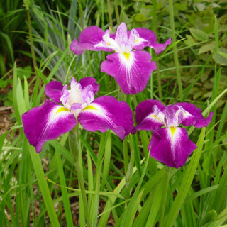 plantes-vivaces-iris-ensata-himatsuri-iris-du-japon-en-vente-iris-kaempferi-en-vente-pepiniere-lepage-