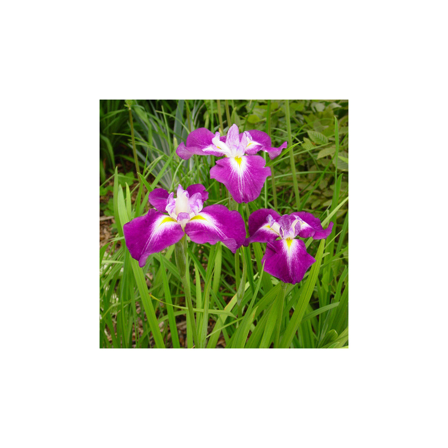 Plantes Vivaces IRIS ensata 'Himatsuri' - Iris du Japon en vente - Iris kaempferi en vente - Pépinière Lepage .