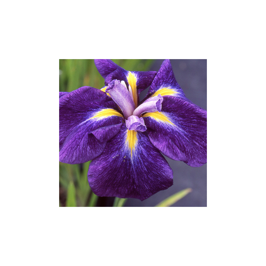 Plantes Vivaces IRIS ensata 'Iedo Mishiski' - Iris du Japon en vente - Iris kaempferi en vente - Pépinière Lepage .