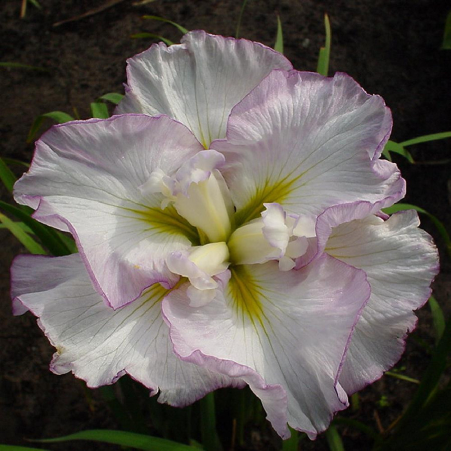 Plantes Vivaces IRIS ensata 'Lady in Waiting' - Iris du Japon en vente - Iris kaempferi en vente - Pépinière Lepage .