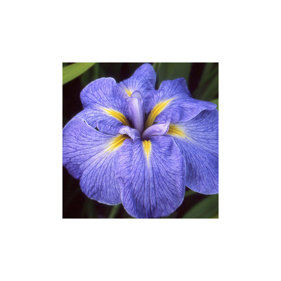 Plantes Vivaces IRIS ensata 'Mme Bigot' - Iris du Japon en vente - Iris kaempferi en vente - Pépinière Lepage .