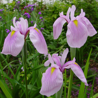 plantes-vivaces-iris-ensata-momozomo-iris-du-japon-en-vente-iris-kaempferi-en-vente-pepiniere-lepage-