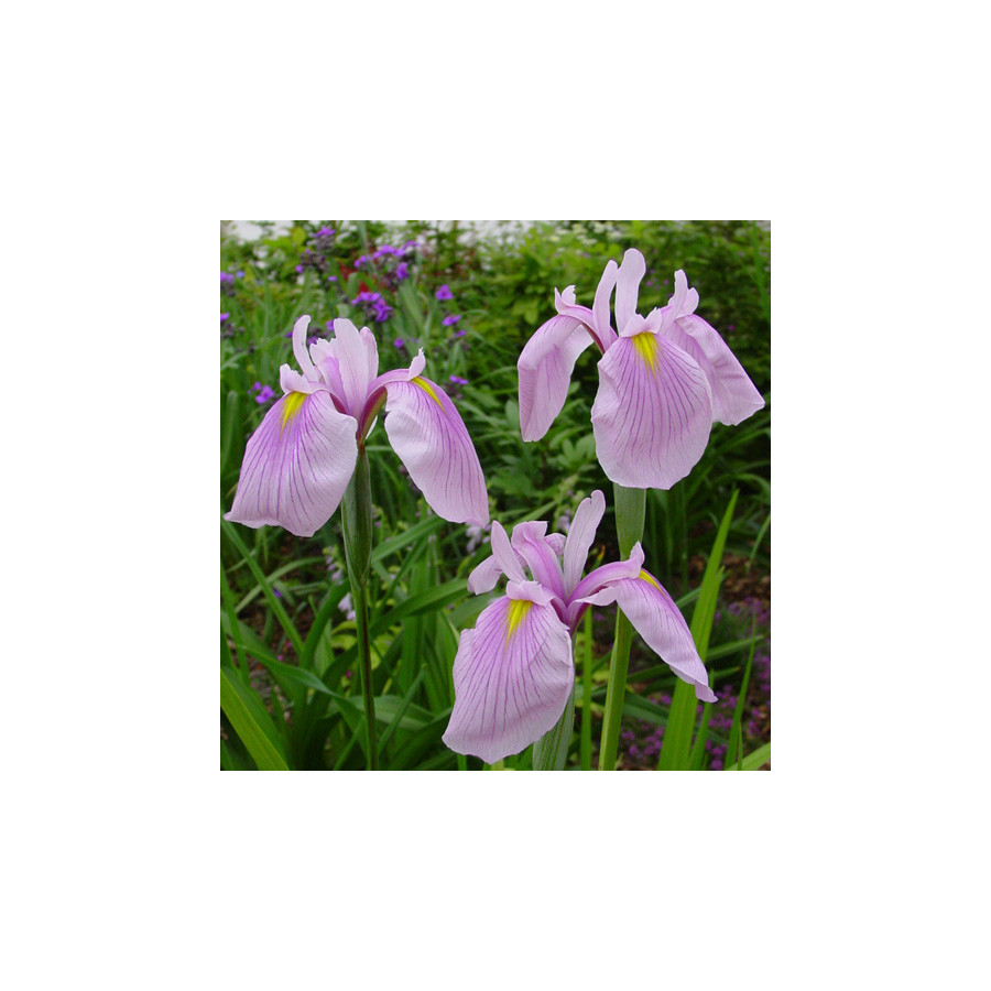 plantes-vivaces-iris-ensata-momozomo-iris-du-japon-en-vente-iris-kaempferi-en-vente-pepiniere-lepage-
