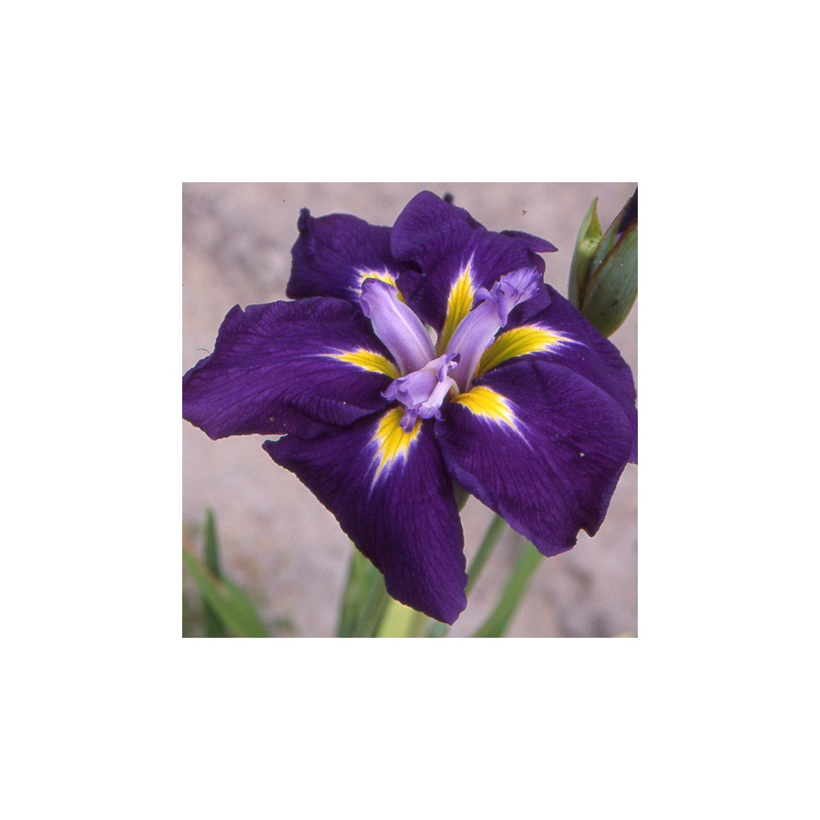 Plantes Vivaces IRIS ensata 'Sensation' - Iris du japon en vente - Iris Kaempferi en vente - Pépinière Lepage .