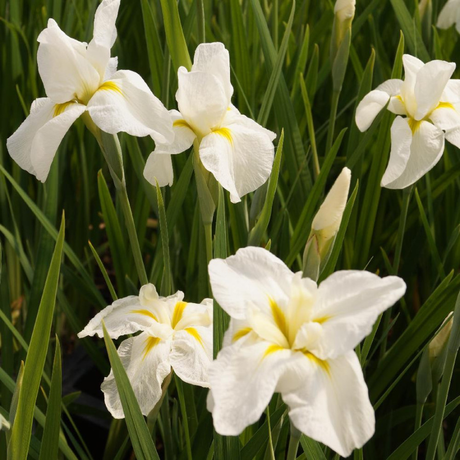 Plantes Vivaces IRIS ensata 'White Ladies' - Iris du Japon en vente - Iris kaempferi en vente - Pépinière Lepage .