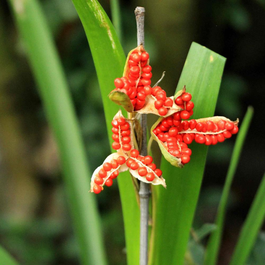 Plantes Vivaces IRIS foetidissima - Iris gigot en vente - Pépinière Lepage .