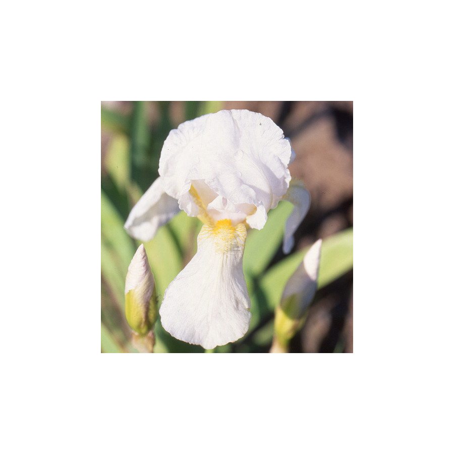plantes-vivaces-iris-germanica-florentina-iris-de-florence-en-vente-pepiniere-lepage-