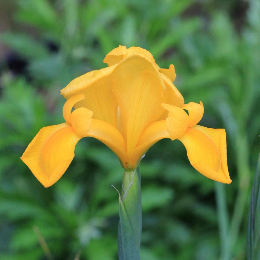 plantes-vivaces-iris-hollandica-golden-beauty-iris-de-hollande-en-vente-pepiniere-lepage-