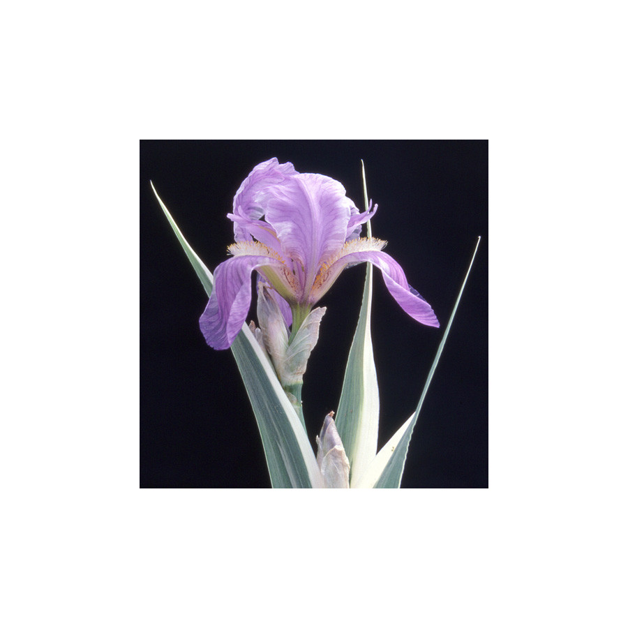 Plantes Vivaces IRIS pallida 'Argentea Variegata' - Iris de Dalmatie en vente - Pépinière Lepage .