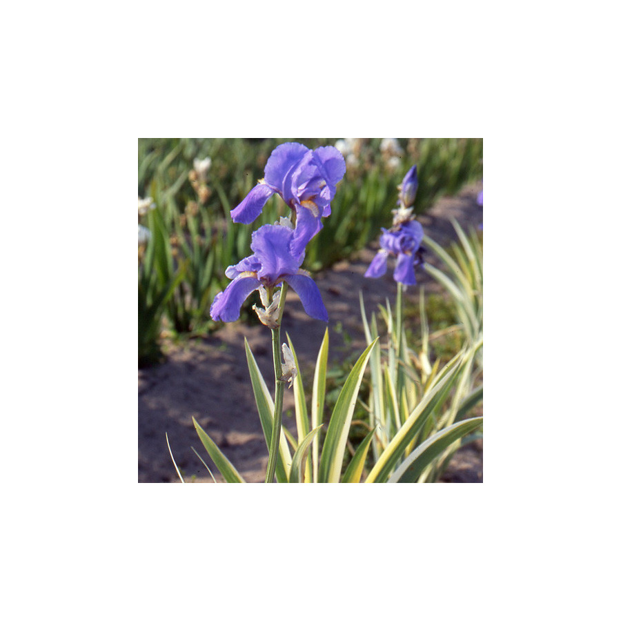 Plantes Vivaces IRIS pallida 'Variegata' - Iris de Dalmatie en vente - Pépinière Lepage .