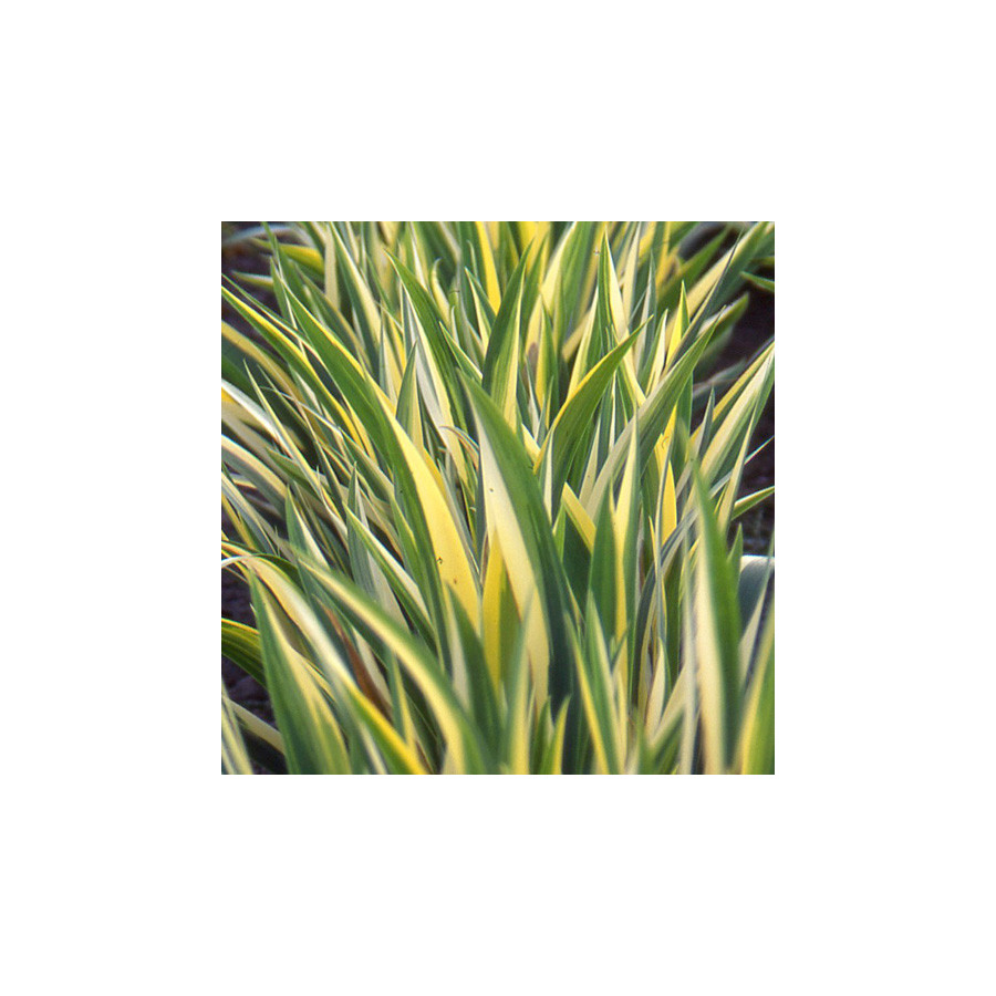 Plantes Vivaces IRIS pallida 'Variegata' - Iris de Dalmatie en vente - Pépinière Lepage .