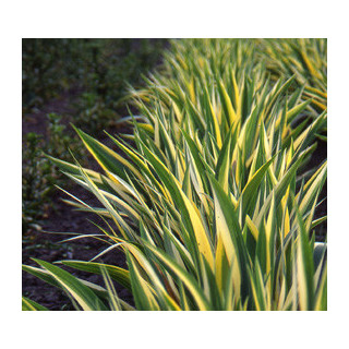 Plantes Vivaces IRIS pallida 'Variegata' - Iris de Dalmatie en vente - Pépinière Lepage .