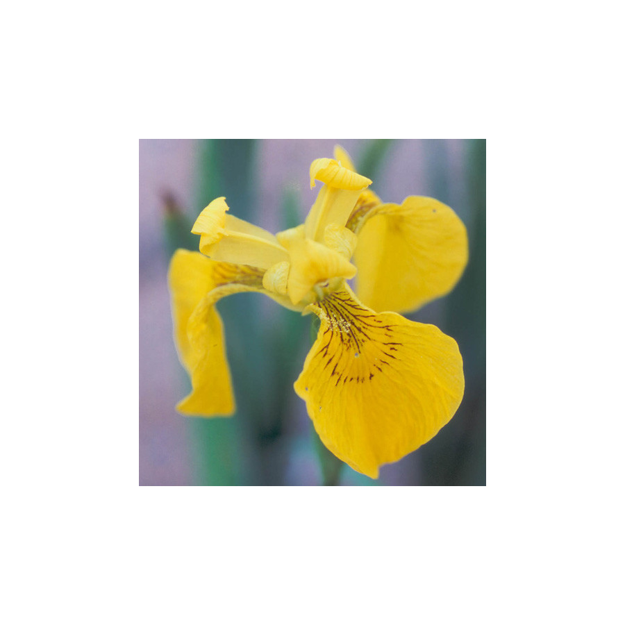 plantes-vivaces-iris-pseudacorus-iris-des-marais-en-vente-pepiniere-lepage-