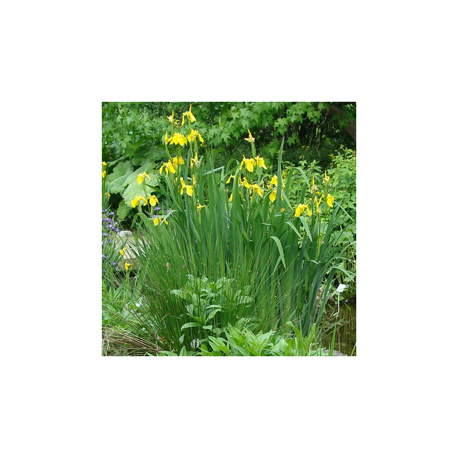 plantes-vivaces-iris-pseudacorus-iris-des-marais-en-vente-pepiniere-lepage-