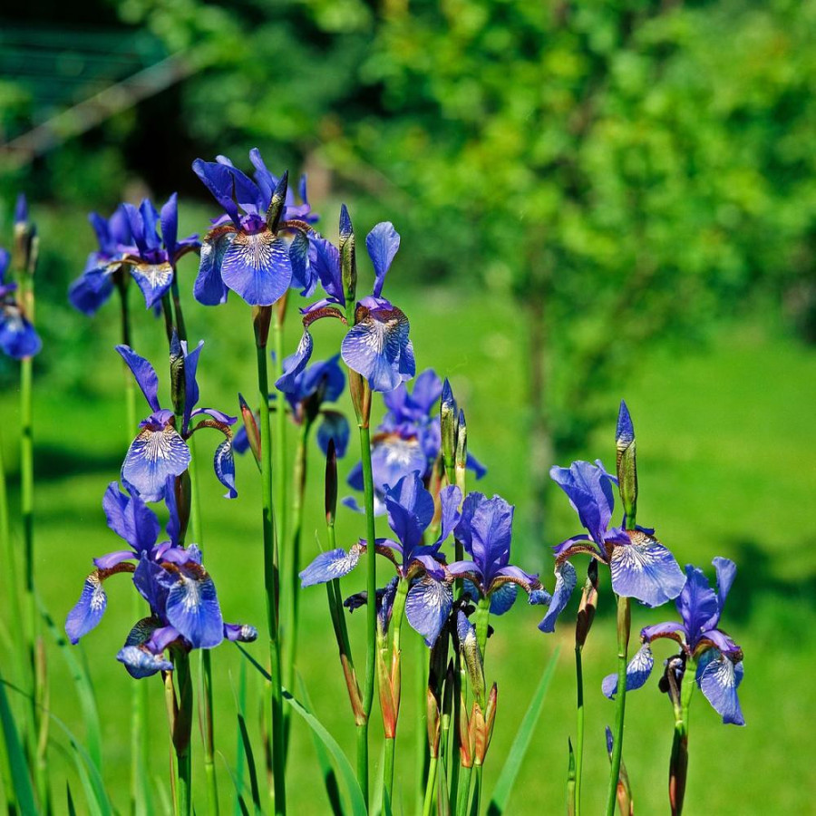 plantes-vivaces-iris-sibirica-iris-de-siberie-en-vente-pepiniere-lepage-
