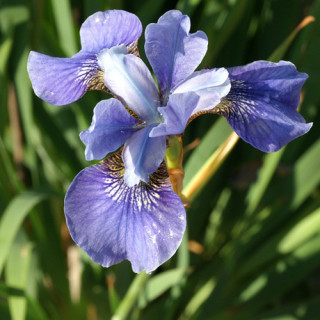 plantes-vivaces-iris-sibirica-blue-moon-iris-de-siberie-en-vente-pepiniere-lepage-