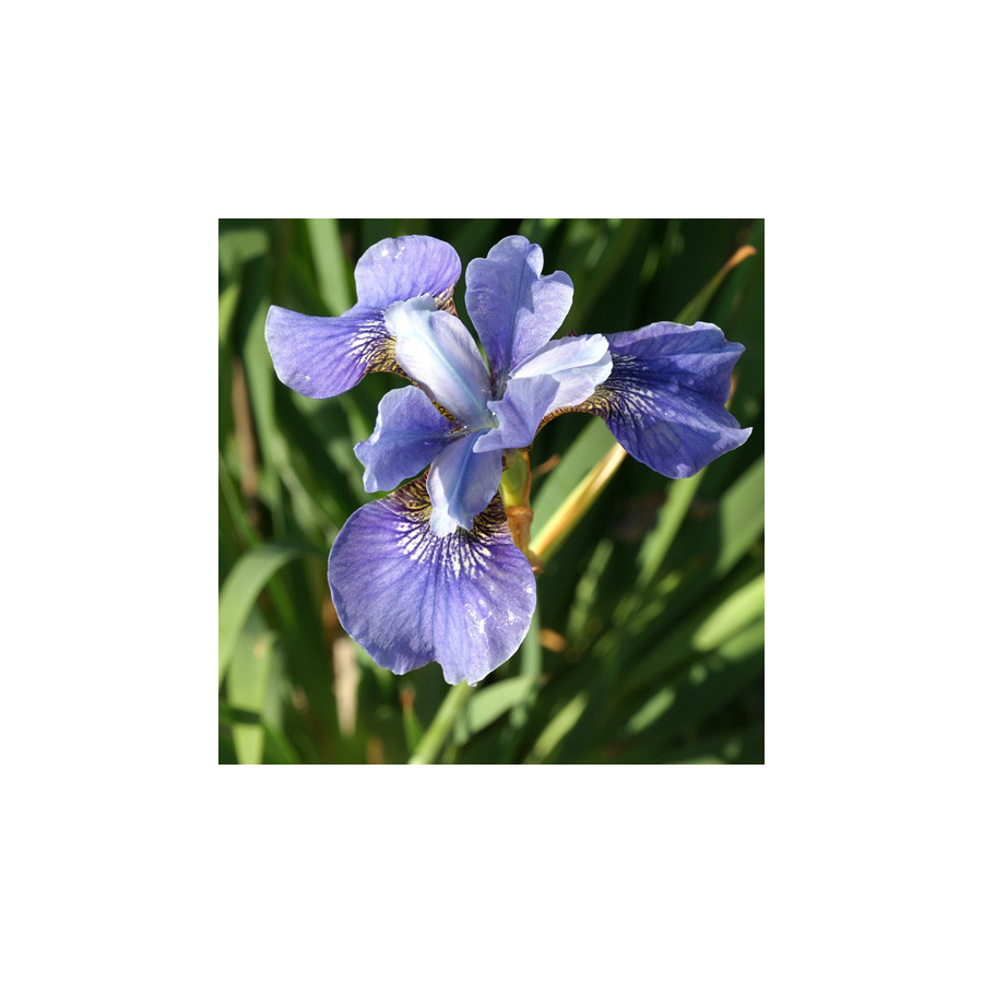 plantes-vivaces-iris-sibirica-blue-moon-iris-de-siberie-en-vente-pepiniere-lepage-