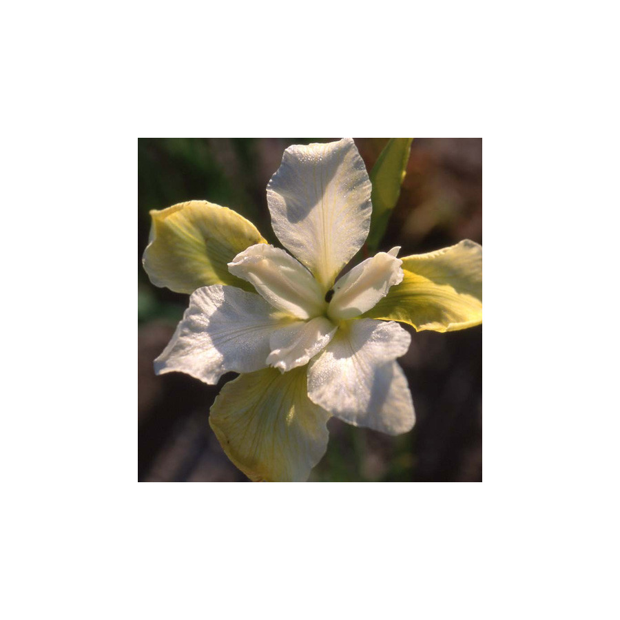 plantes-vivaces-iris-sibirica-butter-and-sugar-iris-de-siberie-en-vente-pepiniere-lepage-