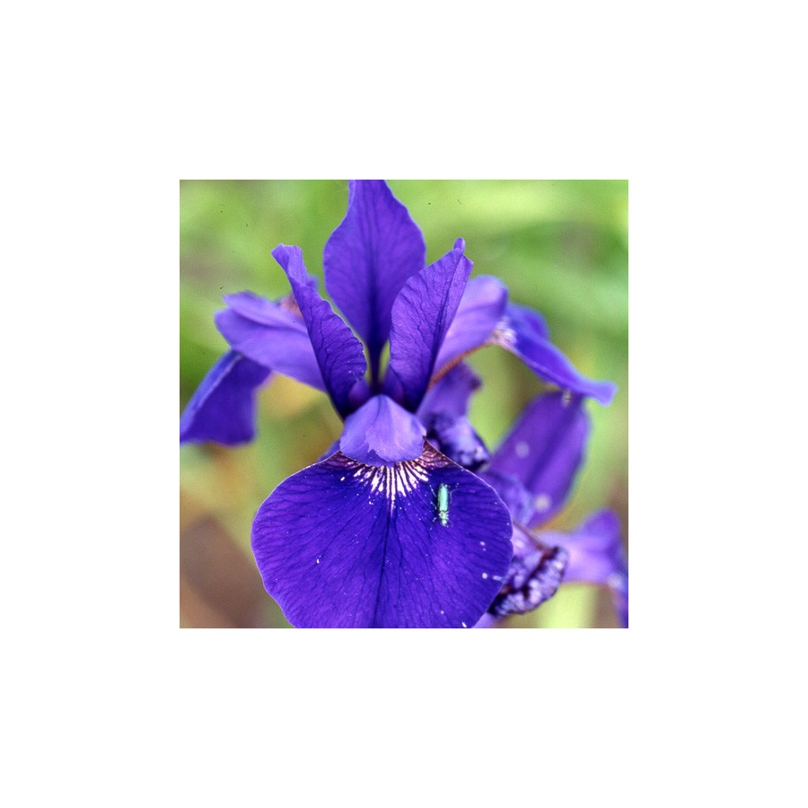 plantes-vivaces-iris-sibirica-caesar-s-brother-iris-de-siberie-en-vente-pepiniere-lepage-
