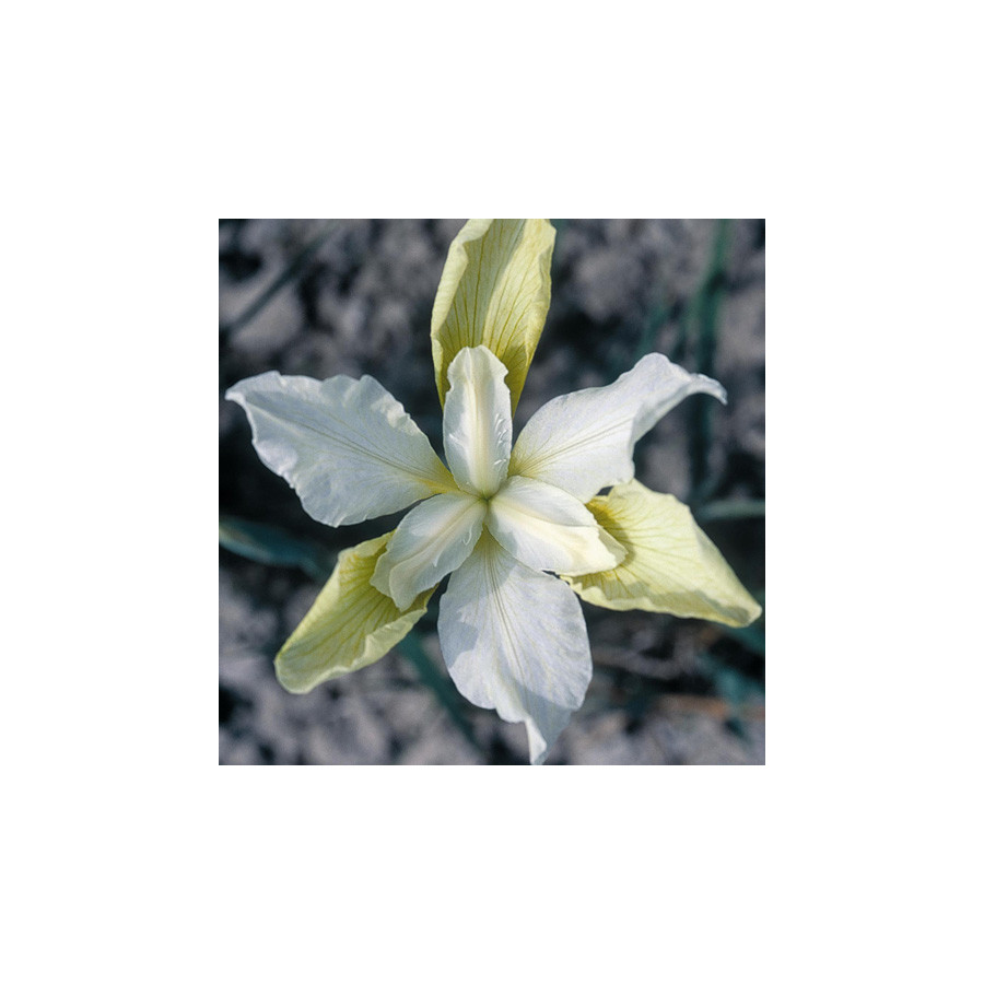 plantes-vivaces-iris-sibirica-chartreuse-bounty-iris-de-siberie-en-vente-pepiniere-lepage-