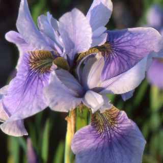 plantes-vivaces-iris-sibirica-cool-spring-iris-de-siberie-en-vente-pepiniere-lepage-