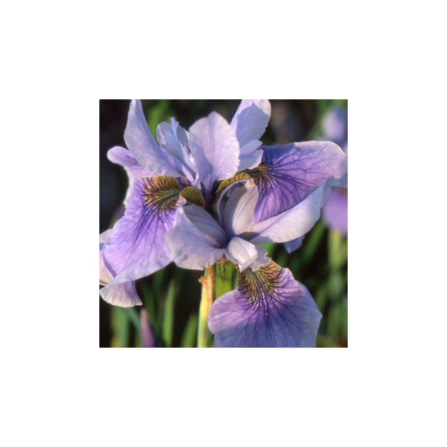 Plantes Vivaces IRIS sibirica 'Cool Spring' - Iris de Sibérie en vente - Pépinière Lepage .