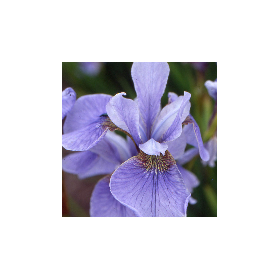 Plantes Vivaces IRIS sibirica 'Cool Spring' - Iris de Sibérie en vente - Pépinière Lepage .