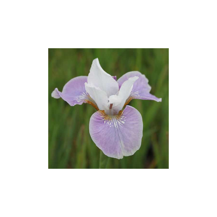 Plantes Vivaces IRIS sibirica 'Dance Ballerina Dance'              - Iris de Sibérie en vente - Pépinière Lepage .