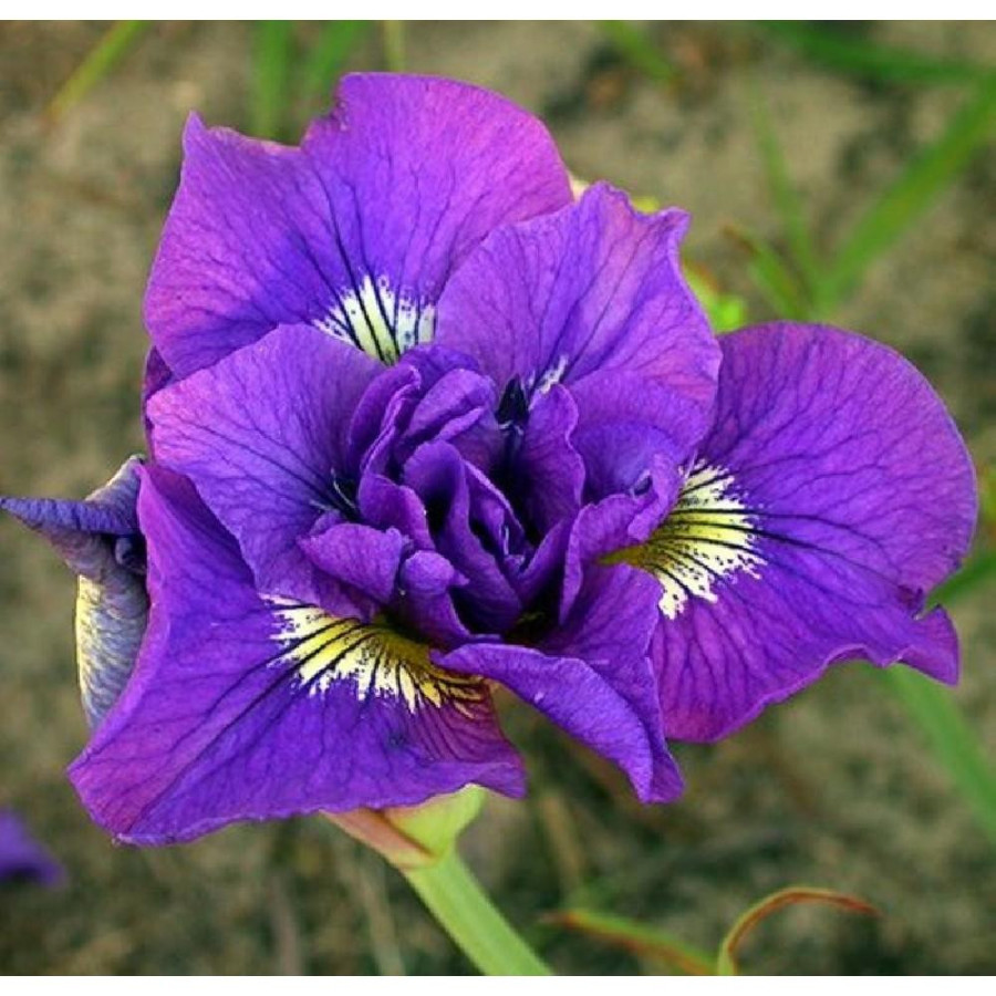IRIS sibirica 'Double Standard'