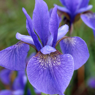 plantes-vivaces-iris-sibirica-gatineau-iris-de-siberie-en-vente-pepiniere-lepage-