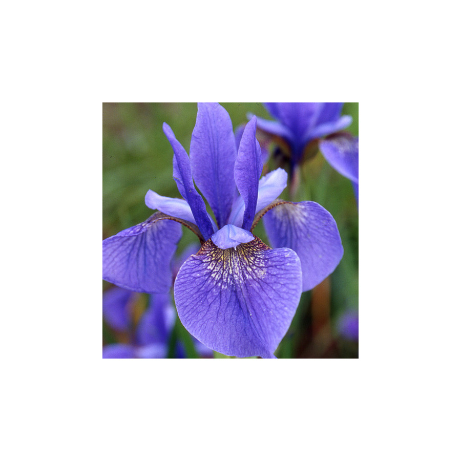 Plantes Vivaces IRIS sibirica 'Gatineau' - Iris de Sibérie en vente - Pépinière Lepage .