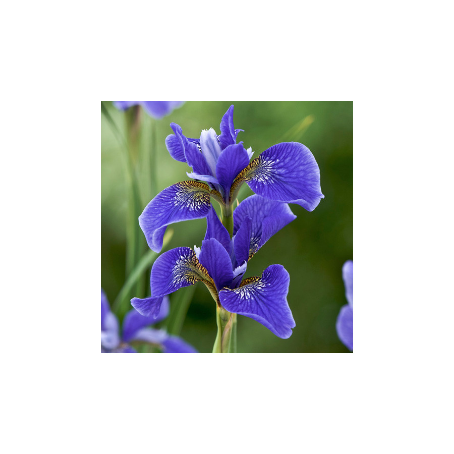 Plantes Vivaces IRIS sibirica 'Gatineau' - Iris de Sibérie en vente - Pépinière Lepage .