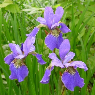 plantes-vivaces-iris-sibirica-happy-returns-iris-de-siberie-en-vente-pepiniere-lepage-