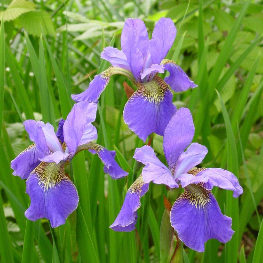 Plantes Vivaces IRIS sibirica 'Happy Returns' - Iris de Sibérie en vente - Pépinière Lepage .