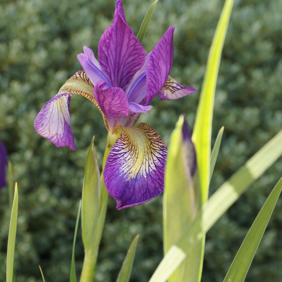 Plantes Vivaces IRIS sibirica 'Hubbard' - Iris de Sibérie en vente - Pépinière Lepage .