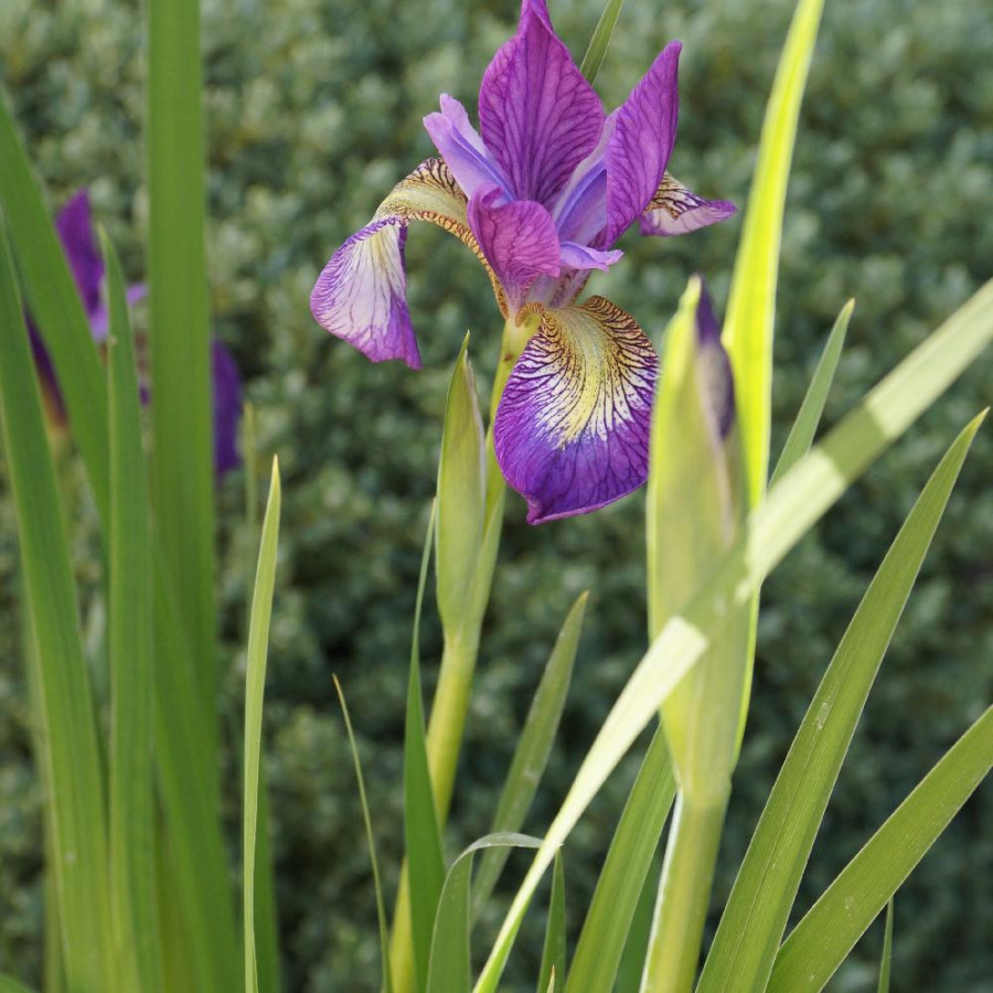 Plantes Vivaces IRIS sibirica 'Hubbard' - Iris de Sibérie en vente - Pépinière Lepage .