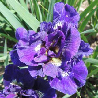 plantes-vivaces-iris-sibirica-kaboom-iris-de-siberie-en-vente-pepiniere-lepage-