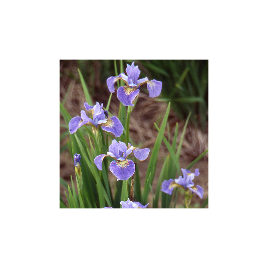 Plantes Vivaces IRIS sibirica 'Mountain Lake' - Iris de Sibérie en vente - Pépinière Lepage .