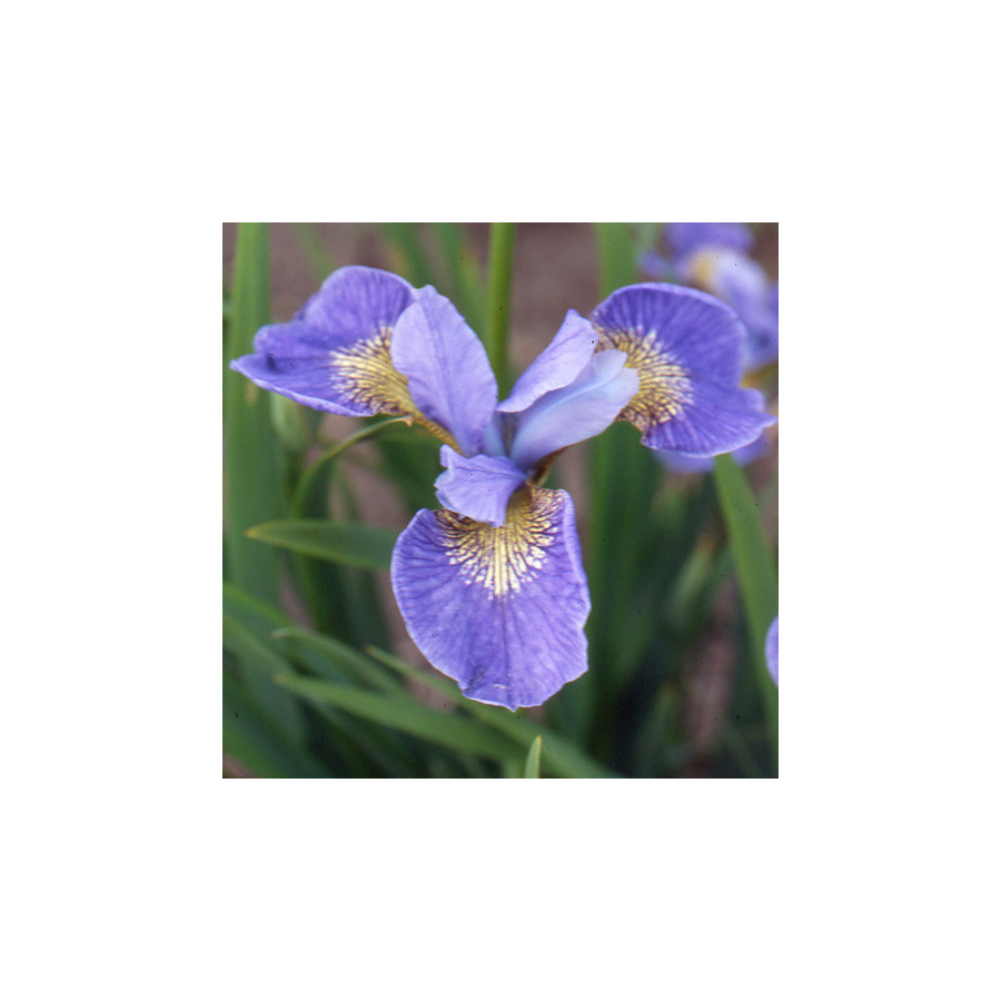 Plantes Vivaces IRIS sibirica 'Mountain Lake' - Iris de Sibérie en vente - Pépinière Lepage .