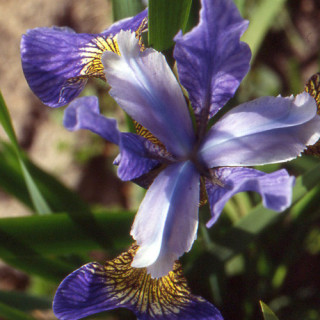 Plantes Vivaces IRIS sibirica 'Mountain Lake' - Iris de Sibérie en vente - Pépinière Lepage .