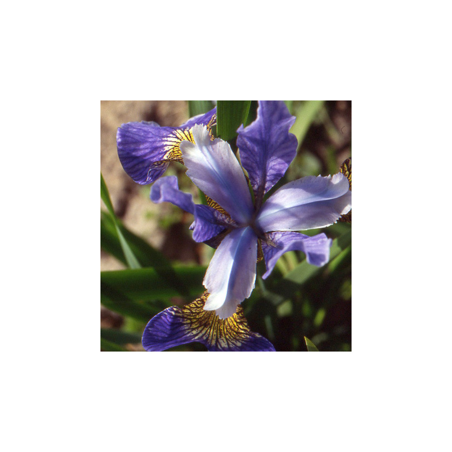 Plantes Vivaces IRIS sibirica 'Mountain Lake' - Iris de Sibérie en vente - Pépinière Lepage .